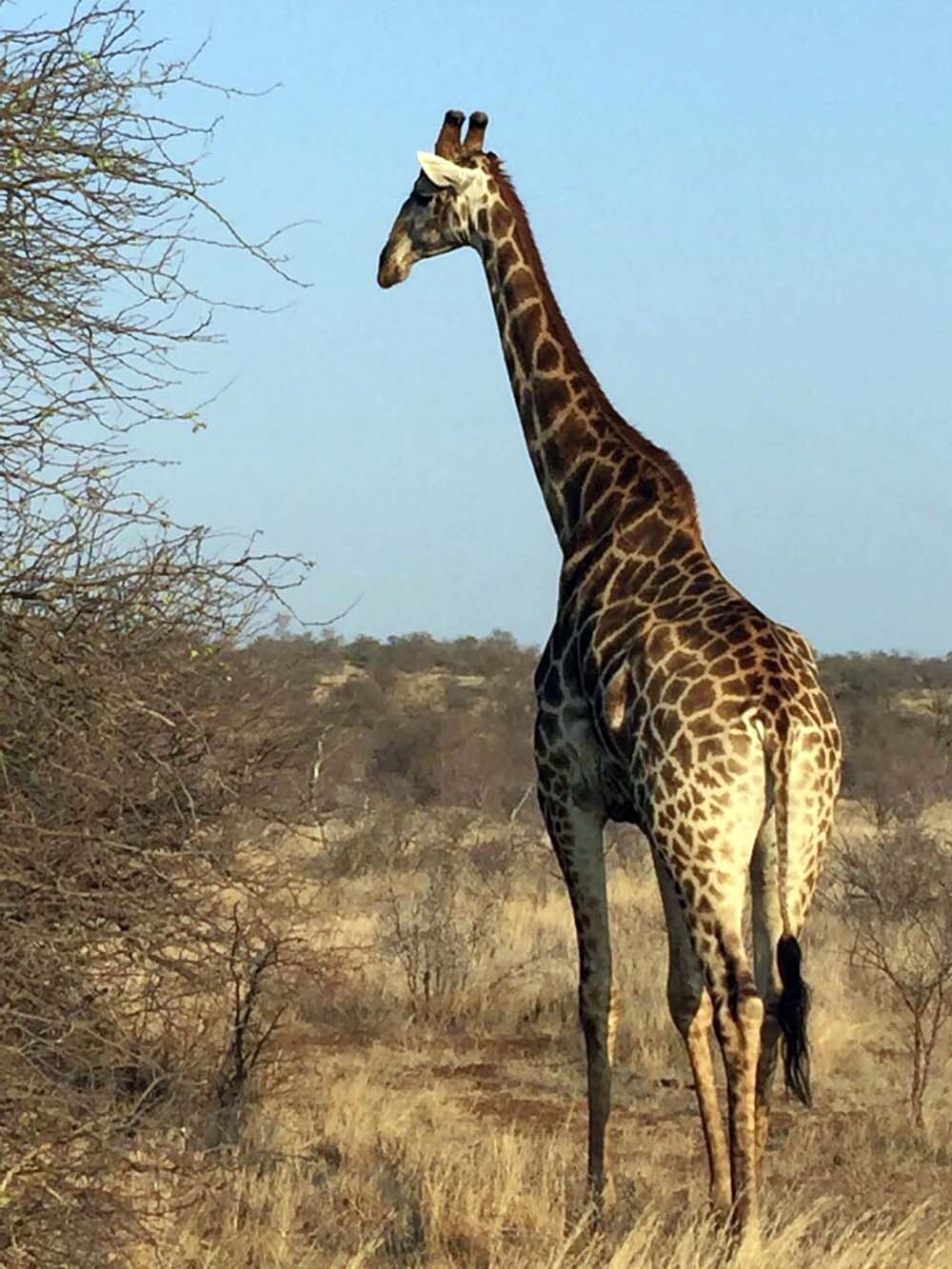 Giraffe im Krügerpark